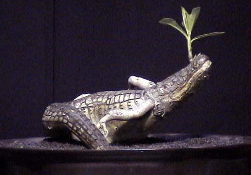 Адениум-крокодил