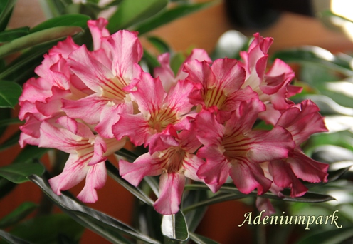 цветы адениума (Adenium)
